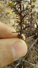 Marasmodes