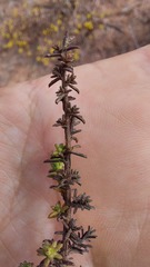Marasmodes
