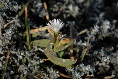 Delosperma guthriei