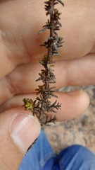 Marasmodes