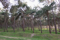 Pinus brutia eldarica