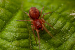 Nigma puella