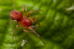 Nigma puella