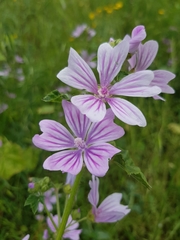 Malva sylvestris