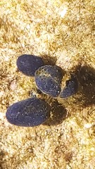 Eudistoma caeruleum