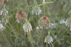 Acrotome angustifolia