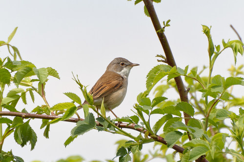 Curruca zarcera (Curruca communis)