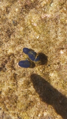 Eudistoma caeruleum