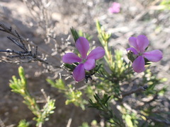 Acmadenia obtusata