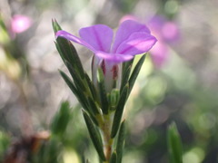 Acmadenia obtusata
