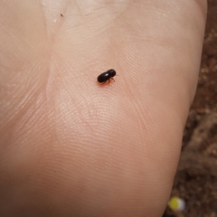 Xyleborus
