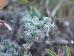 Trichodiadema intonsum