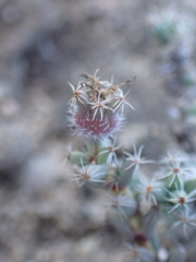 Trichodiadema intonsum