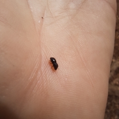 Xyleborus