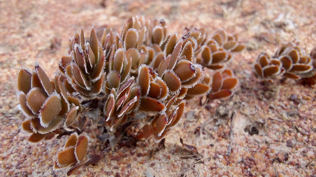 Crassula fallax