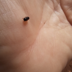 Xyleborus