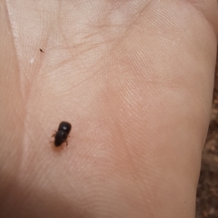 Xyleborus