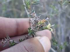 Wahlenbergia albens