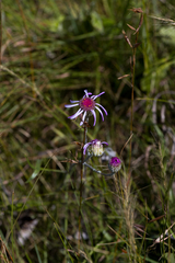 Senecio dregeanus