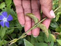 Puccinia vincae