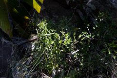 Senecio rhyncholaenus