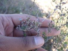 Wahlenbergia albens