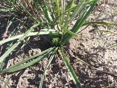 Dipcadi brevifolium