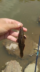 Butis humeralis