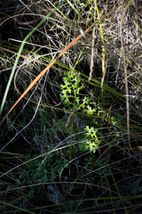 Senecio rhyncholaenus