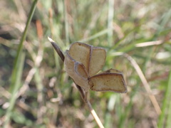 Dipcadi brevifolium