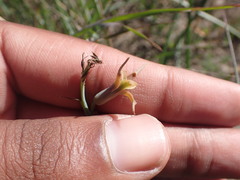 Dipcadi brevifolium