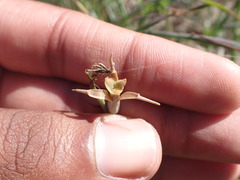 Dipcadi brevifolium