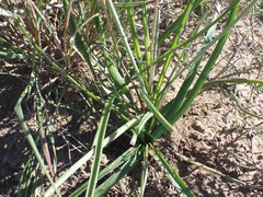 Dipcadi brevifolium