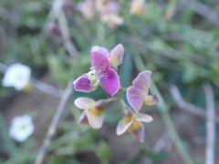 Dolichos hastiformis