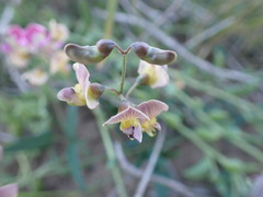 Dolichos hastiformis