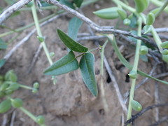 Dolichos hastiformis