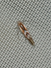 Phyllonorycter blancardella