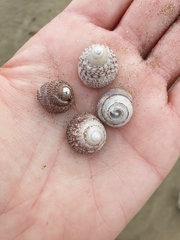 Coelotrochus tiaratus