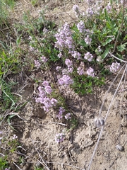 Thymus pannonicus