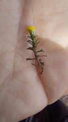 Marasmodes