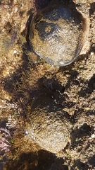 Culcita novaeguineae