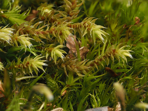 Hedwigia ciliata
