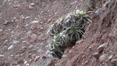Hechtia podantha
