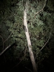 Petaurus norfolcensis