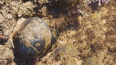 Culcita novaeguineae