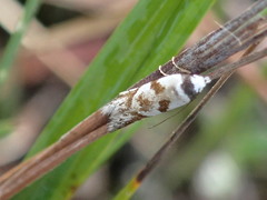 Oxythecta