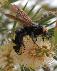 Megascolia maculata flavifrons