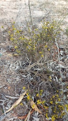 Marasmodes
