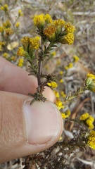 Marasmodes