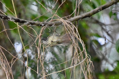 Mixornis bornensis